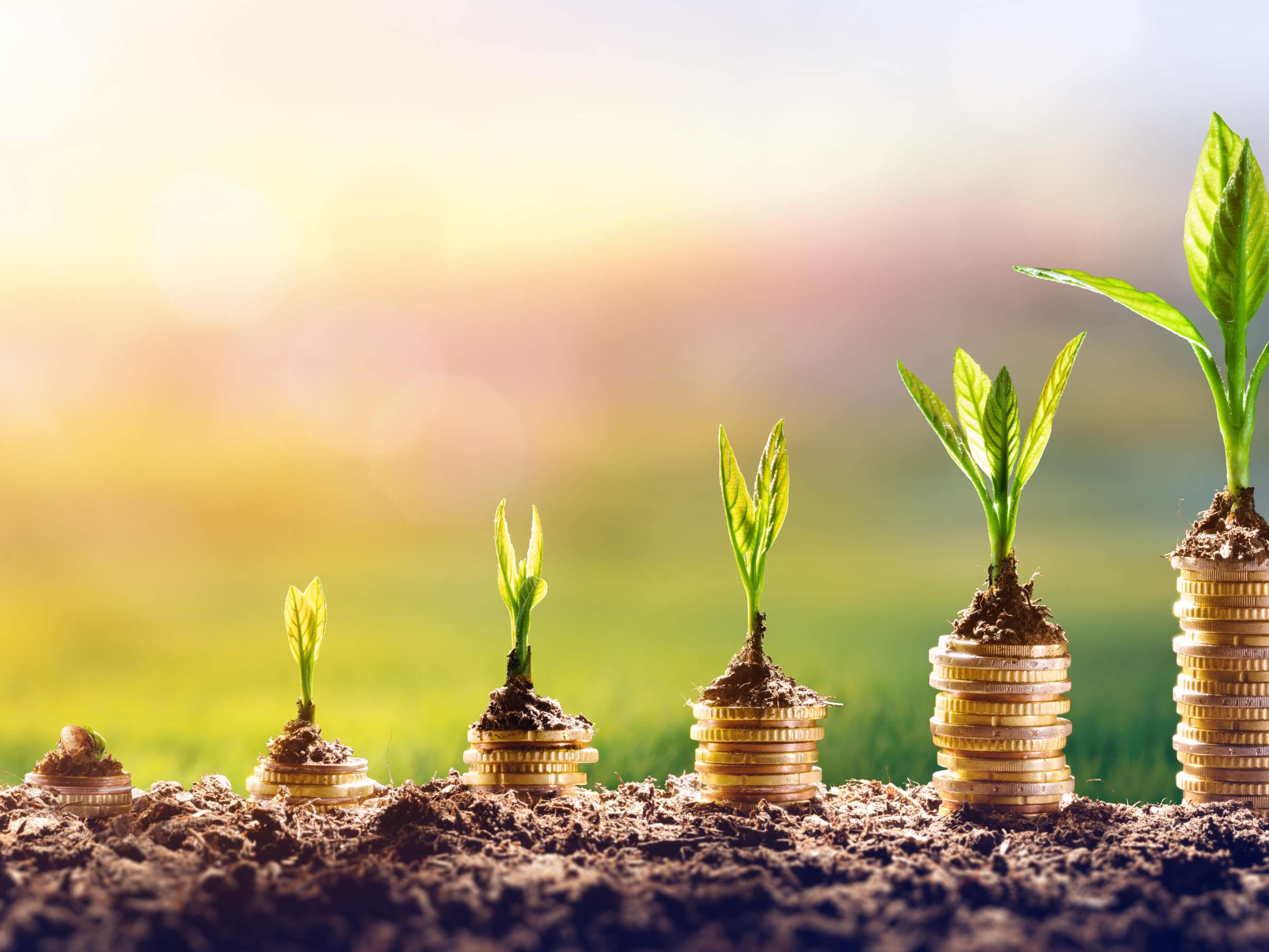 Growing Money - Planting in Coins - Financial and Investment Concept