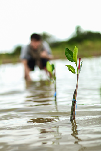 Planting mangroves tree in reforestation activity
