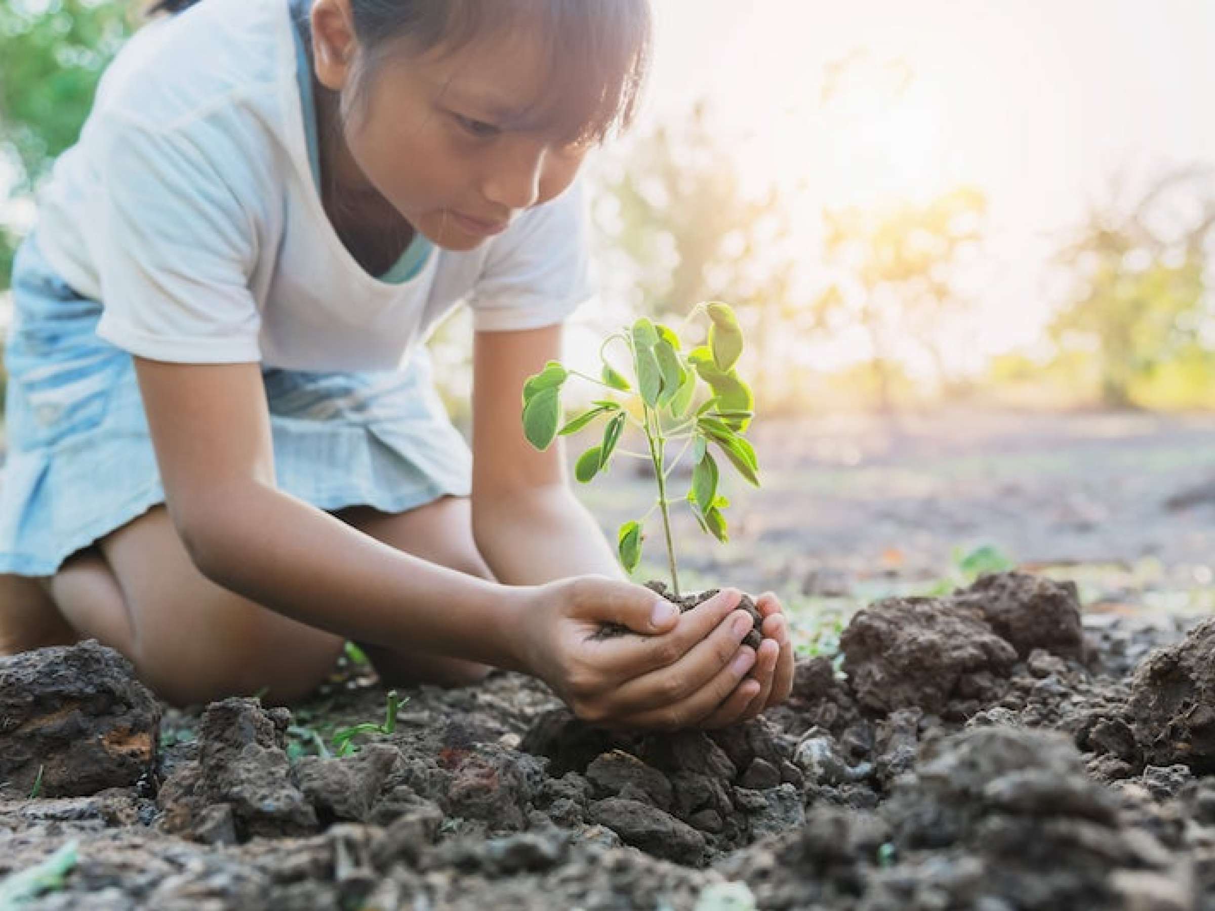 Young tree. Planting young Tree. Девочка сажает монету в землю. Planting young Tree Farm. Ребёнок сажает сердечко в землю картинки.