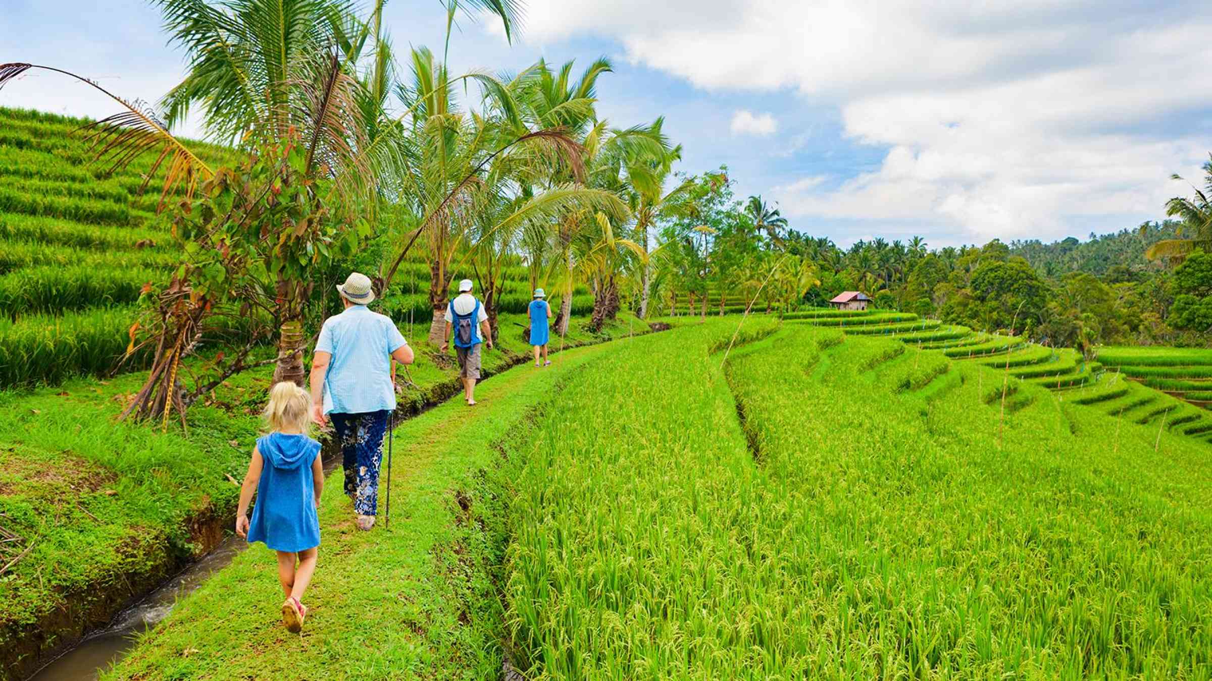 Group of people walking over green rice fields.