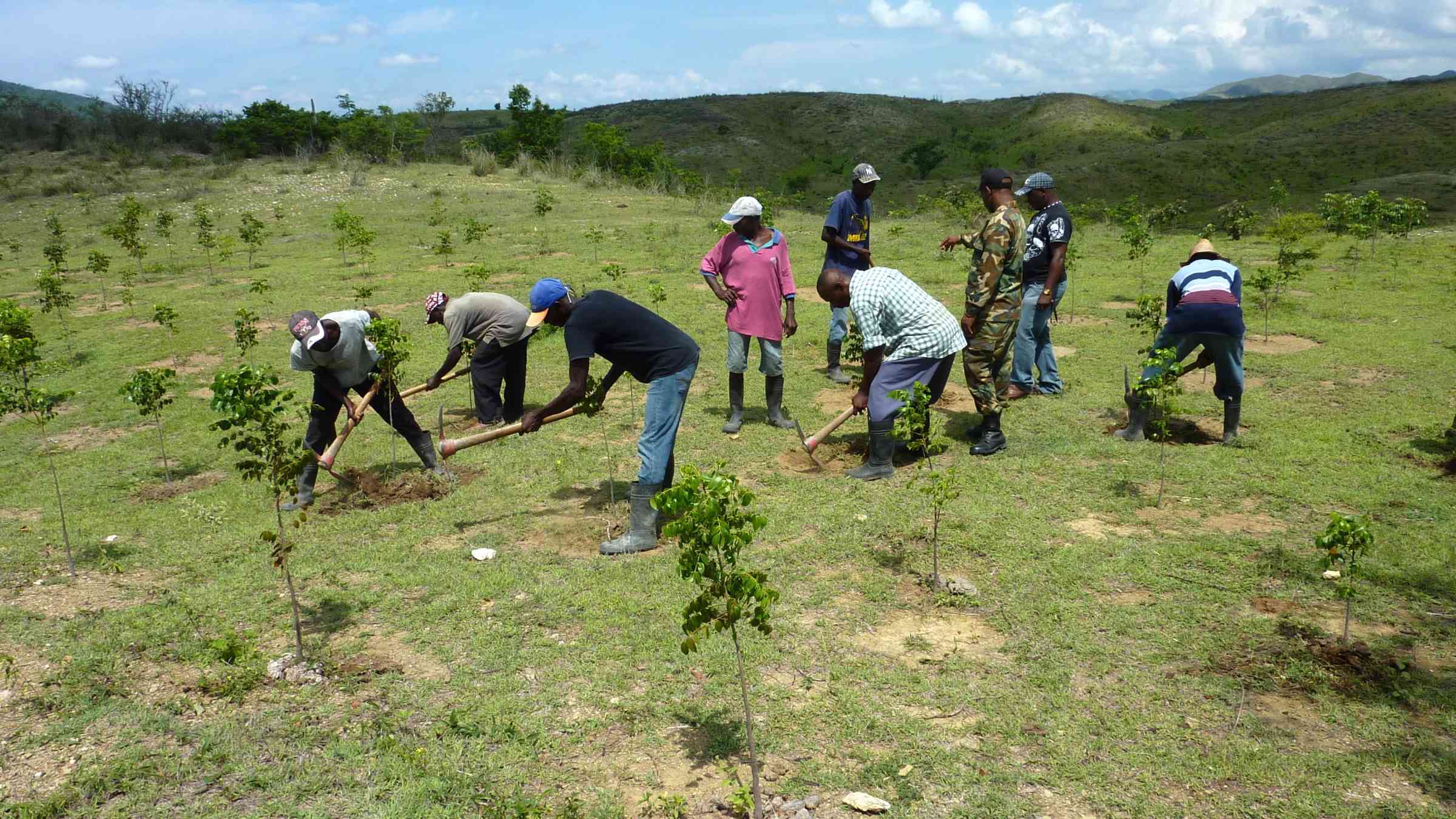 Dominican and Haitian reforestation brigades 