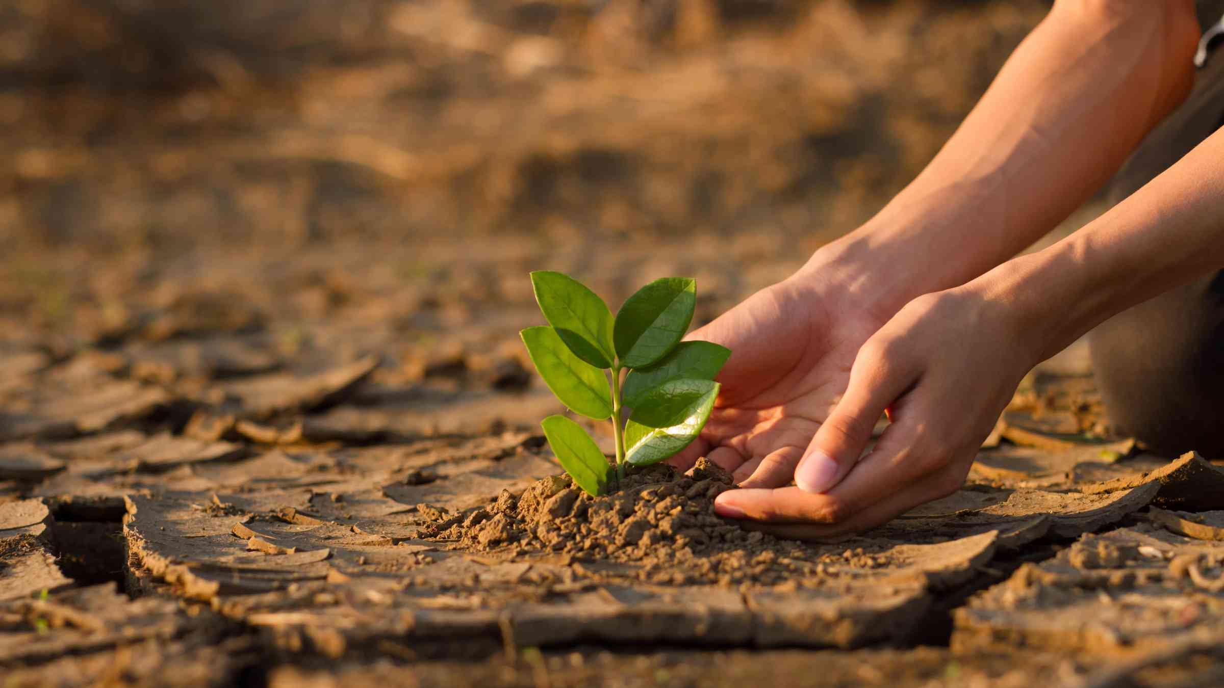 Hand of young children or teenager planting a tree on dry cracked land to recovery a nature to green again, Climate change crisis solution, Volunteer and Environment conservation concept