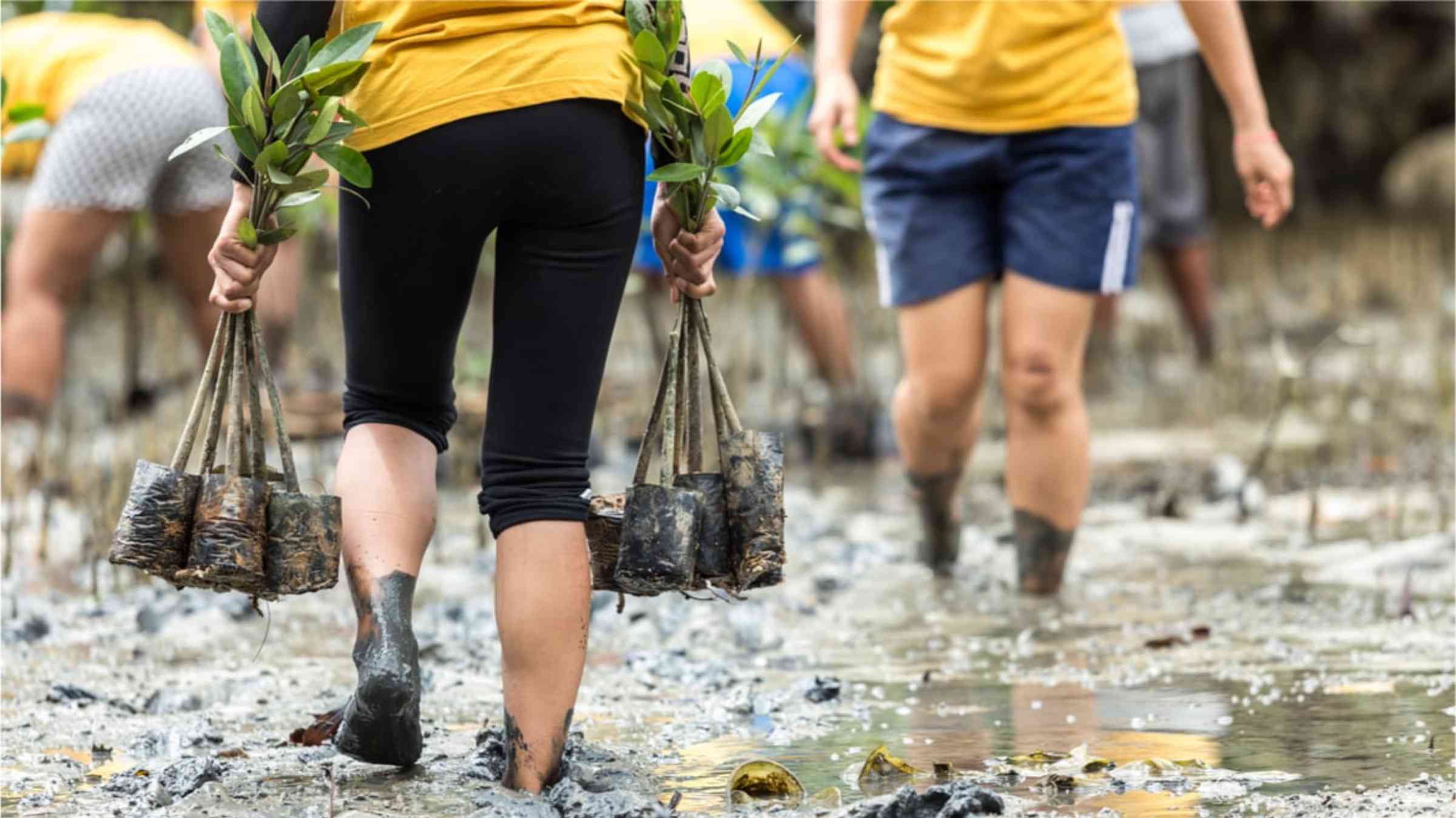 People planting mangroves in the mud.