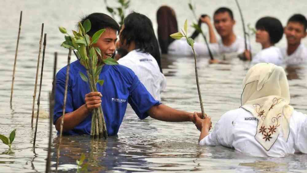 Young in the water person giving mangrove sapplings to a woman for planting