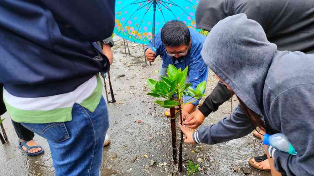 People planting a mangrove plant